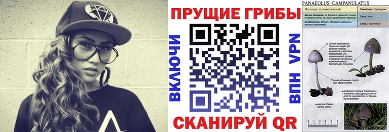 купить наркотик  Краснослободск  Псилоцибиновые грибы Psilocybe 
